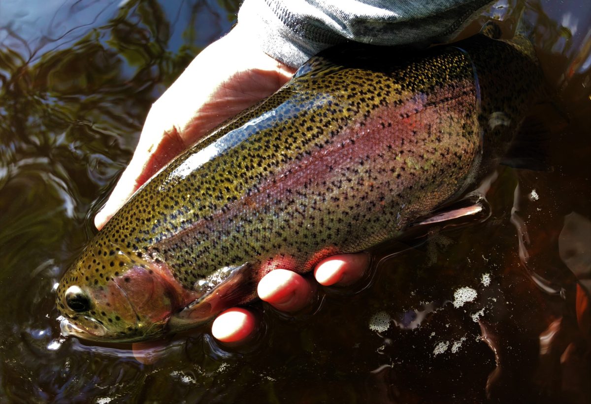 not-all-stocked-trout-are-the-same-casting-across